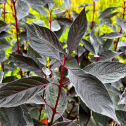 Rysk Kornell - Cornus alba Nightfall ® (Storlek: 30-40 C3)