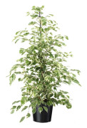 Benjaminfikus - Ficus Benjamina 'Twilight' - Höjd 100-110cm - ⌀21cm