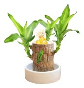 Mini Brasilien Lyckobambu, Hydroponisk Brasiliansk Lyckobambu, Miniatyr Inomhus Bambuväxt för Kontorsbord, Levande Feng Shui Dekoration, Lätt Att Odla
