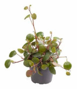 Peperomia Pepperspot - Terrarieväxt