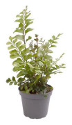 Didymochlaena Truncatula - Terrarieväxt