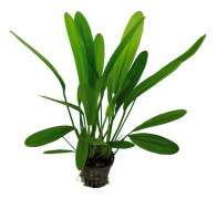 Echinodorus africanus Kruka