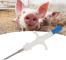 10 Pack Djurfamilj Mikrochip RFID Identifier Implant Kit ISO11784 11785 Standard 2.12x12mm