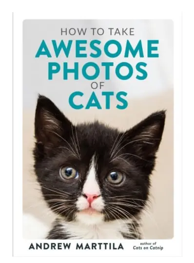 How to Take Awesome Photos of Cats