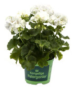 Pelargon, Stickling 3-pack - Pelargonium x hortorum Prinsesse Karla