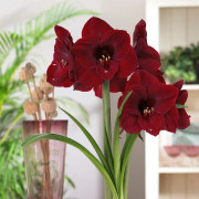 Amaryllis Benfica ®