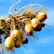 Potatis - Carolus 1kg