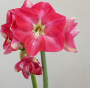 Hippeastrum Candy Cream ®, Amaryllis - Hippeastrum Candy Cream ®