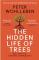 Hidden Life of Trees