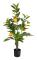 Mr Plant