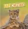Baby Cheetahs