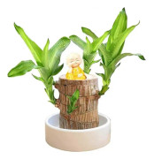 Mini Brasilien Lyckobambu, Hydroponisk Brasiliansk Lyckobambu, Miniatyr Inomhus Bambuväxt för Kontorsbord, Levande Feng Shui Dekoration, Lätt Att Odla