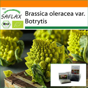 SAFLAX - Garden in the Bag - Ekologisk - Blomkål - Romanesco - 50 frön - Med substrat i en passande ståpåse - Brassica oleracea