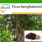 SAFLAX - Indian Banyan Tree - 20 frön - Med kruksubstrat för bättre odling - Ficus benghalensis