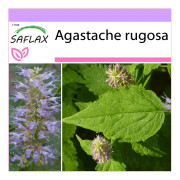 SAFLAX - Koreansk mynta - 1200 frön - Agastache rugosa