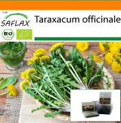 SAFLAX - Trädgård i påsen - Ekologisk - Maskros - 400 frön - Med substrat i en passande ståpåse - Taraxacum officinale