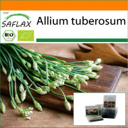 SAFLAX - Trädgård i påsen - Ekologisk - Vitlök-Gräslök - 100 frön - Med substrat i en passande ståpåse - Allium tuberosum