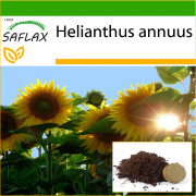 SAFLAX - Sunflower Titan - 20 frön - Med kruksubstrat för bättre odling - Helianthus annuus