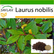 SAFLAX - Bay Tree - 6 frön - Med kruksubstrat för bättre odling - Laurus nobilis