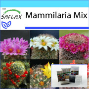 SAFLAX - Presentset - Mammillaire Mix - 40 frön - Med presentask, kort, etikett och kruksubstrat - Mammilaria Mix