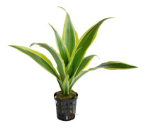 Dracaena Sanderiana Yellow kruka