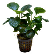 Anubias nana coin Kruka