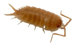 Gråsuggor Porcellio - Valencia Orange - 12 st