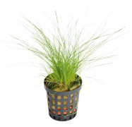 Eleocharis Acicularis Yellow kruka