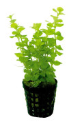 Lysimachia Nummularia Aurea kruka