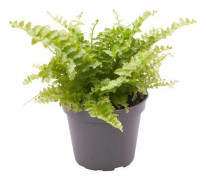 Nephrolepis Exaltata 'Fluffy Ruffle' - Terrarieväxt