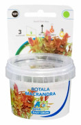 Easy Grow - Rotala Macrandra