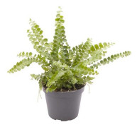 Nephrolepis Exaltata ´Duffy´ - Terrarieväxt