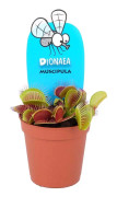 Dionaea Muscipula - Venus flugfälla - Köttätande Växt