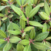 Dvärgrododendron - Rhododendron griersonianum Winsome (Storlek: 30-40 C5)