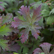 Trädgårdsnäva - Geranium hybr. Dark Eyes (Krukstorlek: 0,5-1L)