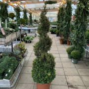 Buxbom Spiral