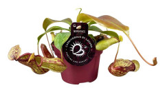 Nepenthes 'Gaya' - Köttätande Växt
