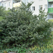 Blå Järnek - Ilex meserveae Blue Princess (Storlek: 50-60 co)