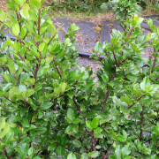Blå Järnek - Ilex meserveae Blue Prince (Storlek: 50-60 co)