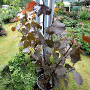 Virginiapoppel - Populus deltoides Purple Tower (Storlek: utr 175-200 C10)