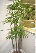 Rhapis gracilis palmfrön - Paket med 50 - Lätt att anpassa sig till inomhuslivet