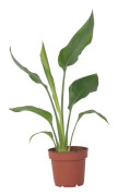 Papegojblomma - Strelitzia reginea - Höjd 25-40cm - ⌀9cm