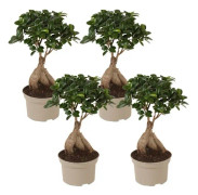 Plant in a Box - Bonsai Ficus Ginseng - Set om 4 - Inneväxt - Kruka 12cm - Höjd 30-40cm