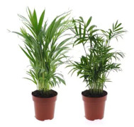 Minimix av palmer inomhus - Set med 2 - Kruka 12 cm - Höjd 25-40 cm