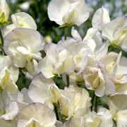 Luktärt Spencer Old Times - Lathyrus odoratus Spencer Old Times
