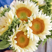 Solros Pro Cut White Lite - Helianthus annuus Pro Cut White Lite
