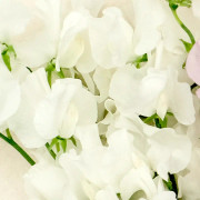 Luktärt Spring Sunshine Cream - Lathyrus odoratus Spring Sunshine Cream