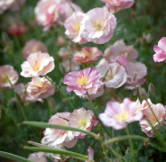 Sömntuta, Thai Silk Apple Blossom Chiffon - Eschscholzia californica Thai Silk Apple Blossom Chiffon