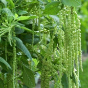Rävsvans Green Cascade - Amaranthus caudatus L.