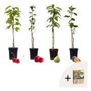 Fruktträdsblandning Pokon - Set om 4 - Malus, Pryus, Prunus - H60-70cm - ⌀9cm